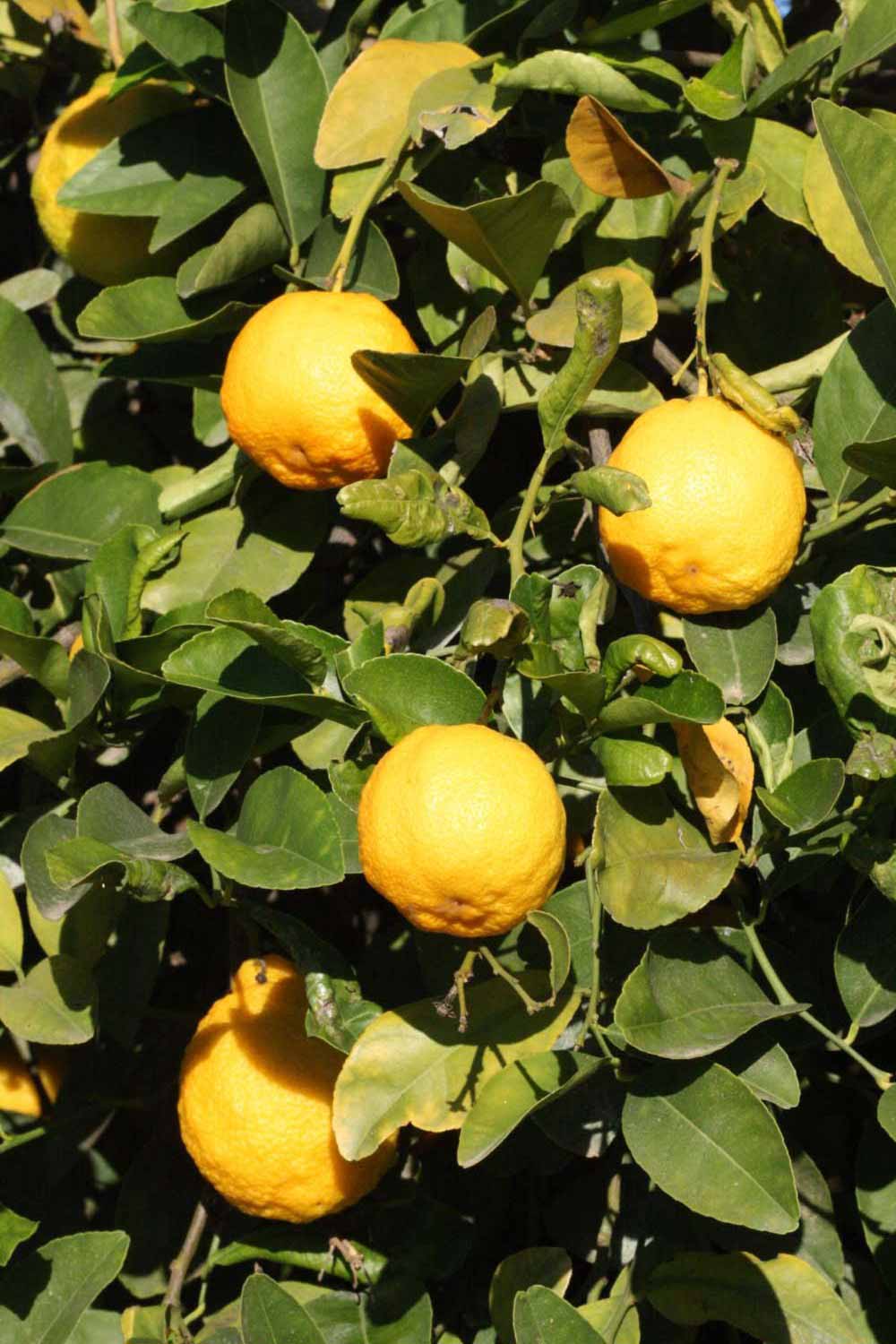            Fruit (Vangasay 807, Riverside, CA)   